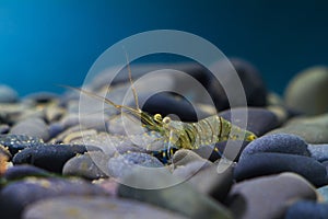 Palaemon elegans, saltwater rockpool shrimp in Black Sea marine biotope aquarium, typical decapod crustacean salt water species