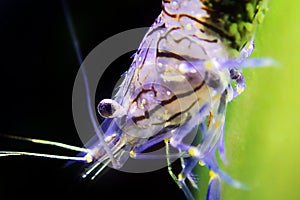 Palaemon Palaemonidae is a genus of caridean shrimp