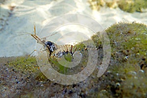 Palaemon Palaemonidae is a genus of caridean shrimp