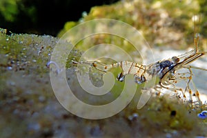 Palaemon Palaemonidae is a genus of caridean shrimp