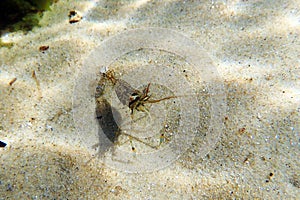 Palaemon Palaemonidae is a genus of caridean shrimp