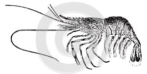 Palaemon or shrimp, vintage engraving
