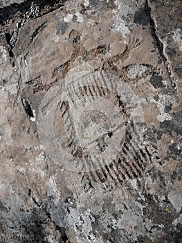 Palaeolithic unknown object Petroglyph
