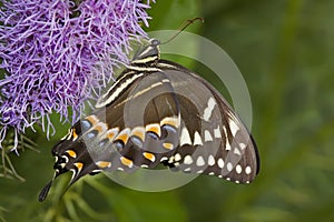 Palamedes Swallowtail photo