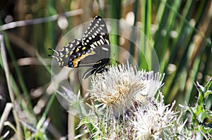 Palamedes Swallowtail Butterfly on Thistle flower