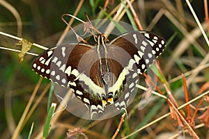 Palamedes Swallowtail (Papilio palamedes)