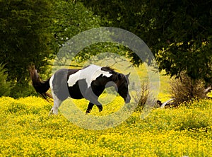 Palameno horse in a field of yellow flowers.