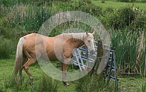 Palamino photo