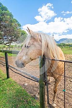 Palamino horse in a paddock