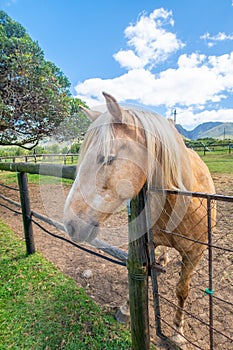 Palamino horse in a paddock