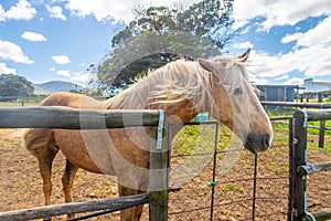 Palamino horse in a paddock