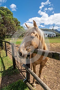 Palamino horse in a paddock