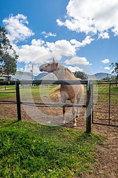 Palamino horse in a paddock