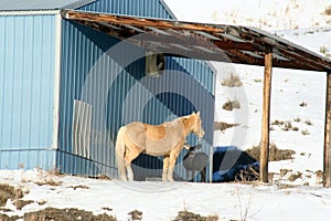 Palamino mare sharing her food with Mule Deer buck