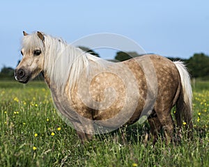 Palamino Miniature Shetland Pony