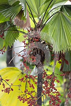 Palas payung or Vanuatu fan palm seed ripe on tree