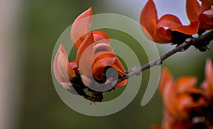 Palash blooms in spring with orange-red flowers, signaling the onset of summer with its vibrant colors