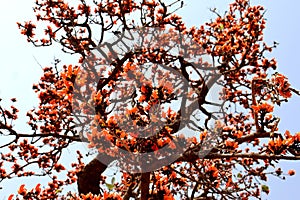 Palash flower and palash tree with blue skey, the flame of the forest,Closeup and blur background,Orange-Yellow colour,Natural