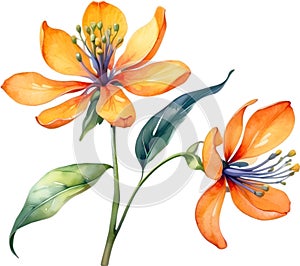 Palash flower, watercolor painting of Palash flower. AI-Generated.