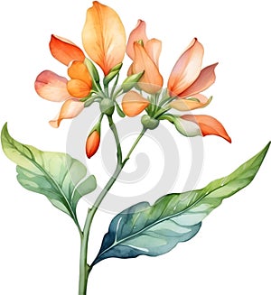 Palash flower, watercolor painting of Palash flower. AI-Generated.