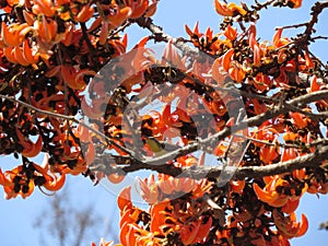 Palash Flowers: The Flamboyant Essence of Spring in India