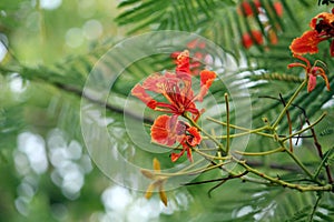 Palash Tree Flower -India