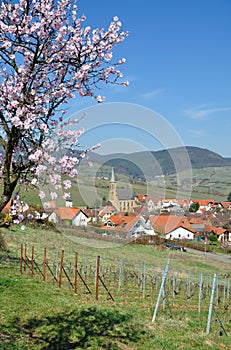 Palatinate Wine region,Germany