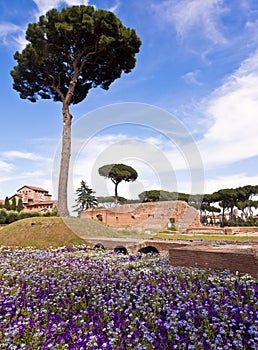 Palatine Hill Rome Italy