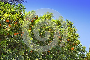 Palatine hill. Rome. Italy. Orange trees