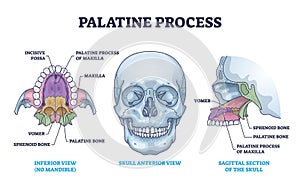 Palatine process section anatomy with maxilla structure outline diagram photo