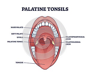 Palatine tonsils location in throat with mouth structure outline diagram