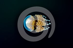 Palau Jellyfish Lake Mastigias papua