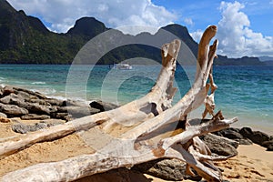 Palawan beach driftwood