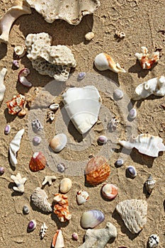 Palawan beach seashells