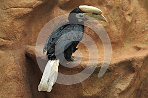 Palawan hornbill