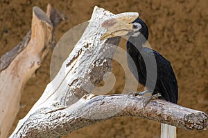 Palawan hornbill Anthracoceros marchei  perched in a tree close up