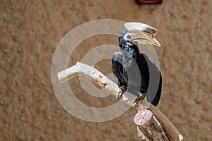 Palawan hornbill Anthracoceros marchei  perched in a tree close up