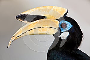 Palawan hornbill bird in close up