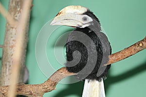 Palawan hornbill