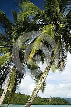 Palawan tropical island palms philippines
