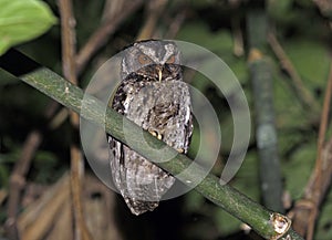 Palawandwergooruil, Palawan Scops-Owl, Otus fuliginosus