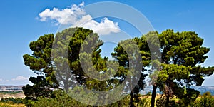 Palazzolo Ancient Trees