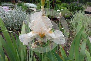 Pale apricot colored flower of Iris germanica