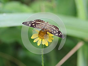 Pale-banded crescent butterfly feeding on a flower