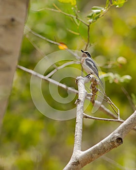 Pale Batis in african rainforest