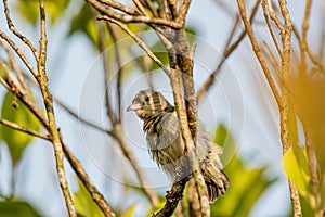 Pale billed flowerpecker jacana HQ wallpaper