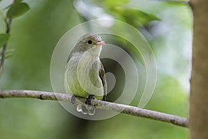 Pale-billed flowerpecker or Tickell`s flowerpecker, Dicaeum erythrorhynchos, Kolhapur