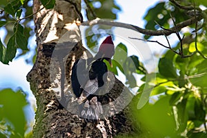 Pale billed woodpecker, Campephilus guatemalensis, on a tree in a rainforest