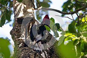 Pale billed woodpecker, Campephilus guatemalensis, on a tree in a rainforest