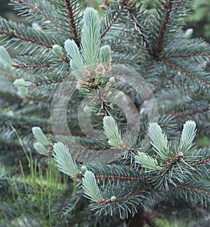Pale Blue Blue Spruce Buds